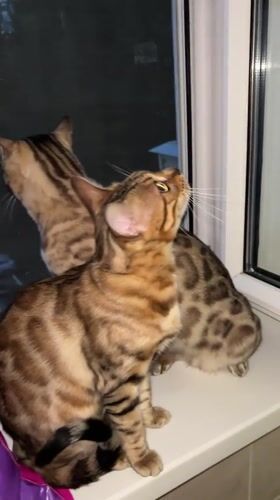 Two Bengal cats keeping watch from a Russian windowsill