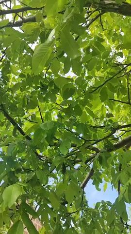 The video shows an upward view of the branches and leaves of a tree against a bright sky. Sunlight filters through the dense green foliage, creating dappled patterns. Some of the leaves appear to have small holes or imperfections. In the lower left corner of the frame, a portion of a brown structure, possibly a building or roof, is visible, as well as some white fencing. The overall impression is one of a sunny day in an outdoor environment.