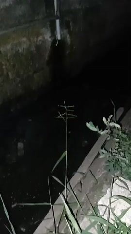 A slow pan shot of a dark, narrow drainage ditch. The walls of the ditch appear to be made of brick or concrete and are covered in grime and moss. There is a white pipe with a grey fitting attached to the wall on the left side of the ditch, which appears to be an outlet. The water in the ditch is dark and murky, with some debris floating on the surface. Green vegetation is growing along the edges of the ditch. The camera slowly pans to the right, showing more of the ditch and the surrounding vegetation. The video is dark and grainy, suggesting it was filmed at night or in low light conditions.