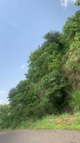 The video shows a perspective from a moving vehicle on a road in Gwolong, Nigeria. The scene is dominated by lush green trees and vegetation growing on a steep hillside. The trees are dense and leafy, suggesting a thriving natural environment. The road appears to be unpaved or made of rough asphalt, with some loose gravel visible.

The sky is a clear blue with a few wispy white clouds, indicating fair weather and likely daytime. The angle of the sun, though not directly visible, suggests it is likely midday or early afternoon. There are no people or distinct objects visible in the frame other than the natural landscape and the road.

The overall impression is one of a natural, somewhat wild landscape, possibly a rural or mountainous area within Nigeria. The foliage suggests a warm climate, consistent with Nigeria. No text is visible in the video. The camera's movement implies a journey or travel through this location.