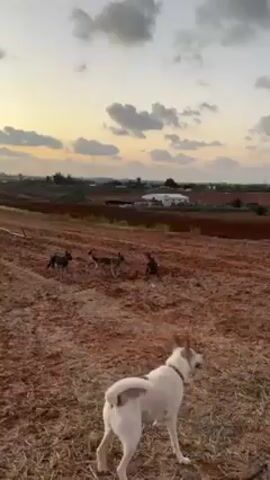 The video shows a field at sunset. The field appears to be plowed and has a reddish-brown color. Several dogs, including a white dog, are running around in the field. The sky is cloudy, with the sun setting behind the clouds, creating a colorful sky. In the background, there are hints of buildings and vegetation.