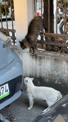 Street cats spotted throughout Budva, Montenegro during afternoon hours