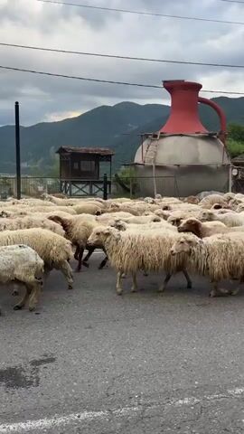 A flock of sheep is walking along a paved road. The sheep are mostly white, with a few brown ones. They are moving from left to right in the frame. In the background, there is a large, red and beige jug, some trees, mountains, and a cloudy sky. There are also some buildings and power lines visible. The overall impression is of a rural or semi-rural setting.