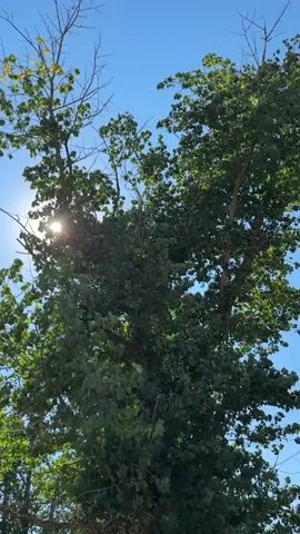 The video shows a POV shot looking up at a tall tree with lush green leaves against a clear blue sky. The sun is visible through the branches, casting dappled light. The camera then pans to the right, revealing more trees and a dirt path. In the distance, there is a field and more trees. The scene appears to be a natural, outdoor environment on a sunny day.