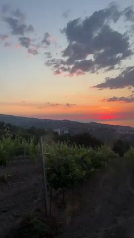 The video shows a sunset over a vineyard and the sea. The sun is a bright red disk low on the horizon. The sky is a mix of blue, pink, and orange. Clouds are scattered across the sky. In the foreground, there are rows of grapevines. In the background, there are rolling hills with some buildings and the sea. The video appears to be shot from a moving vehicle.