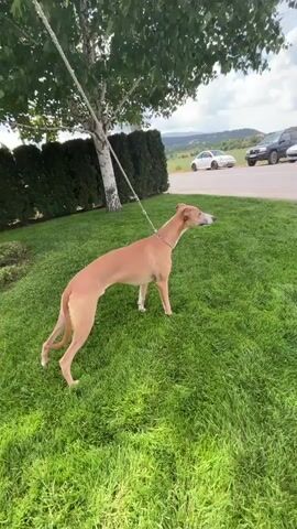 The video shows a tan-colored dog, possibly a Greyhound, on a leash in a grassy area. The leash is tied to a tree. The dog is standing on green grass. In the background, there's a row of parked cars along a road. There's a hedge behind the tree and distant mountains. Above, the sky is blue with some fluffy white clouds. The camera pans to show the parked cars and an electric power tower in the distance.