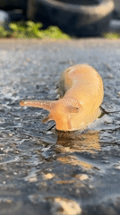 Slug observed crossing wet pavement in Bulgarian village