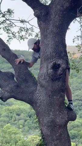 A person wearing a grey t-shirt, dark shorts, a beige baseball cap, and dark sneakers is climbing a large tree. The person is positioned on a thick branch, with their left hand on another branch and their right arm bent. Their legs are straddling the trunk of the tree. The background shows a lush green forest with hills and a pale sky. The person appears to be looking upwards and to the left. The video is in landscape orientation.