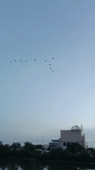 Evening bird flocks observed in V-formation over Lhokseumawe waterfront