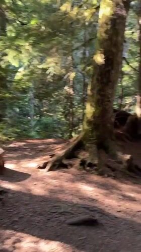 Sunlight filters through a mossy forest trail