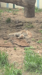 Spring morning documented at Perm zoo and park complex