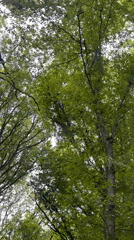 Spring afternoon nature walk documented in Stavropol forests
