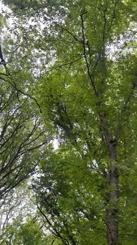 Spring afternoon nature walk documented in Stavropol forests