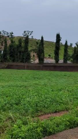 The video depicts a green field of crops under a cloudy sky, bordered by trees and a low stone wall. A gentle slope rises behind the field, sparsely covered with trees and low vegetation. No people or distinct actions are visible in the video. The environment appears to be rural and agricultural. The camera pans slightly to show more of the field.