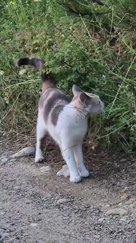 A dilute calico cat, predominantly white with grey and light orange-brown patches, stands on a dirt path next to dense green foliage. The cat chews on a piece of grass, then pauses and looks directly towards the camera, still holding the grass in its mouth.