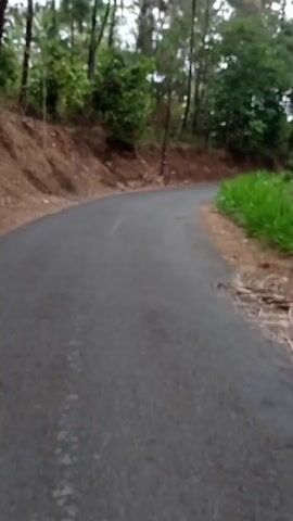 The video shows a paved road winding through a forested area. The road is mostly gray asphalt with some white line markings. On the left side of the road, there is a slope covered in dry leaves and dirt, with trees and bushes growing on top. On the right side, there is dense green foliage, including tall grasses and palm trees. The trees in the background are tall and appear to be in a natural, somewhat unkempt setting. The lighting suggests it might be daytime, possibly overcast. There are no people or vehicles visible in the video. The camera appears to be moving forward along the road, giving the viewer a sense of traveling through this environment.