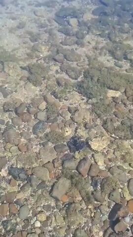 The video begins with a close-up view of the shallow bottom of a body of water. Rocks and green algae are visible on the sandy bottom, with clear water allowing visibility. The camera then pans upwards and outwards, revealing more of the water's surface. In the distance, across the water, a large dam structure is visible. The sky above is a clear blue with a few scattered white clouds. The water appears calm and the scene suggests a sunny day.