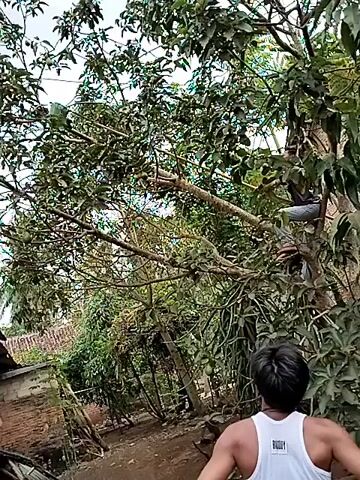 Two young males are in a tree. One is higher up in the tree, seated on a branch, and appears to be wearing a gray shirt and possibly blue pants. The other male is below him, facing away from the camera and looking up into the tree. He is wearing a white tank top. The tree is large and leafy, with thick branches. The ground below the tree is covered in dirt and leaves. There is a building to the left of the frame. The sky is visible through the branches of the tree.