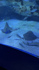 An afternoon tour through L'Oceanogràfic, Valencia