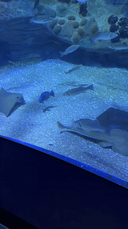 An afternoon tour through L'Oceanogràfic, Valencia