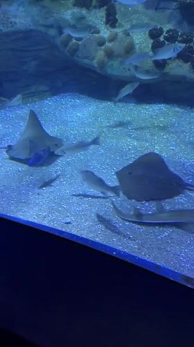 An afternoon tour through L'Oceanogràfic, Valencia