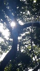 Sunlight Through Tree Branches Captured in Caracas