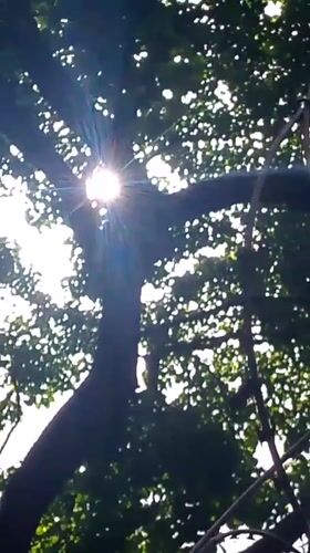 Sunlight Through Tree Branches Captured in Caracas