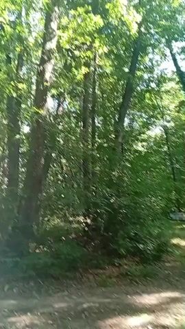 The video shows a natural scene in a forest with tall trees and lush green foliage. The camera is moving, creating a slight blur as it pans across the landscape. Sunlight filters through the leaves, casting dappled shadows on the ground. The path in the foreground is made of dirt and scattered leaves, suggesting it's a rural or wooded area. In the background, there are several structures that appear to be beehives, arranged in a line. There's also a rustic gate or fence visible on the right side of the frame. The overall atmosphere is peaceful and serene, suggesting a calm day in a natural setting. The time of day appears to be daytime, likely morning or afternoon, given the bright sunlight. No people are visible in the video.