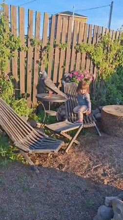 Child plays with dogs, bird sculpture in Russian backyard
