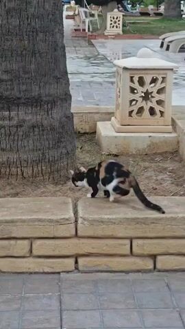 A calico cat emerges from behind a palm tree, jumps onto a low stone wall, and then proceeds to enter the opening of a large, tilted, ancient-looking pot. The pot is leaning against the palm tree, with its base resting on the ground. In the background, a swimming pool is visible, with several people in and around it. Another cat, predominantly white with black markings, is seen near the pool's edge. The environment appears to be an outdoor area, possibly a resort or garden, with paved ground and sandy soil.