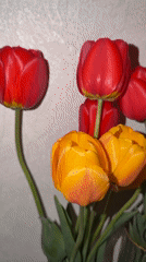 Red and yellow tulips documented in Staraya, Russia