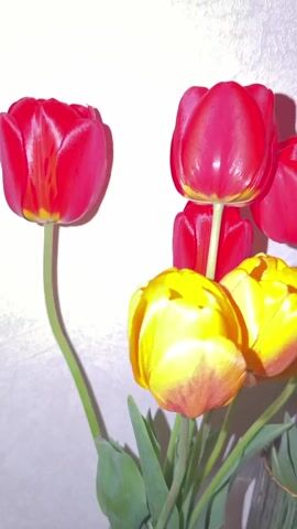 The video shows a close-up of a bouquet of tulips. The bouquet includes red and yellow tulips. They appear fresh and are in full bloom. The background is a textured, off-white wall. The camera slowly pans upward, showing more of the tulips.