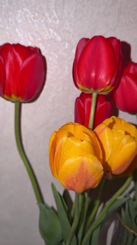 Red and yellow tulips documented in Staraya, Russia
