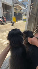 Two black dogs receive attention from handlers on city street