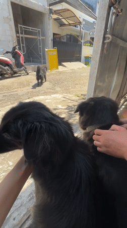 Two black dogs receive attention from handlers on city street