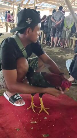 Here's a detailed description of the scene:

**Setting:** The scene takes place in an open-air structure with a visible bamboo frame. The ground appears to be dirt or a similar loose material, covered by a small red rug.

**People:**
*   The primary subject is a man wearing a black t-shirt, patterned shorts, white sandals with black straps, and a backwards black baseball cap. He is squatting.
*   In the background, there are several other people standing and sitting. They are dressed in casual clothing.

**Objects:**
*   A rooster is being held by the man. It has dark feathers with reddish/purple coloring on its head.
*   A small red rug is under the rooster. Scattered across the rug are pieces of what appears to be corn.
*   A sling bag is slung over the man's shoulder

**Actions & Interactions:**
*   The man is squatting and gently handling the rooster. He appears to be inspecting it.
*   The rooster stands on the red rug and occasionally pecks at the corn scattered on it.

**Lighting and Camera:** The scene is lit by natural light. The camera is relatively stable and at eye level with the man who is holding the rooster.