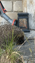 Hedgehog spotted foraging in Carnikava garden area