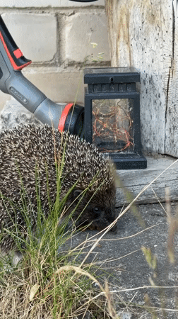 Hedgehog spotted foraging in Carnikava garden area