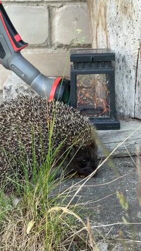 Hedgehog spotted foraging in Carnikava garden area