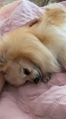Pomeranian rests on pink blanket in Mexican bedroom