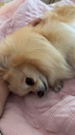 Pomeranian rests on pink blanket in Mexican bedroom