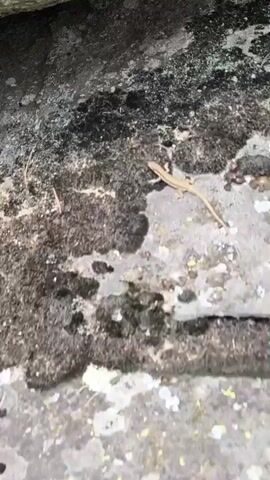 A small, light-brown lizard is visible on a textured, grey and green mossy surface. The lizard is facing to the right and its long tail extends towards the bottom of the frame. The background is a rough, rocky surface. The video is shot from a slightly overhead perspective.