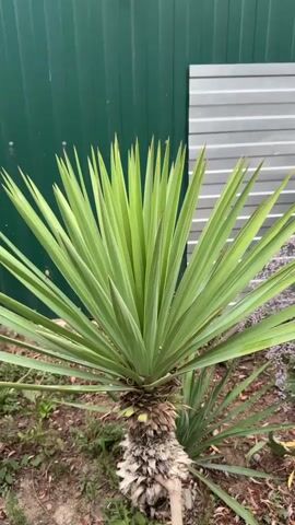 A close-up shot captures the vibrant green, sword-like leaves of a yucca plant in the foreground. Behind it, a dark green corrugated metal fence stretches across the frame. To the right of the yucca, a section of silver corrugated metal is visible, leaning against the green fence. Above the fence, the lush, drooping branches of a large weeping willow tree dominate the upper portion of the video, with its leaves creating a dense canopy. The lighting suggests an overcast day.
