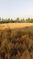 Harvest-ready wheat field documented in Pakistan countryside
