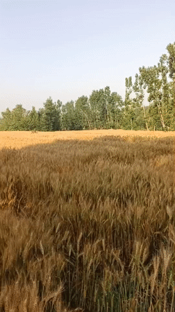 Harvest-ready wheat field documented in Pakistan countryside