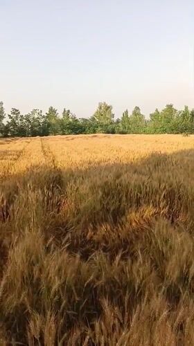 Harvest-ready wheat field documented in Pakistan countryside