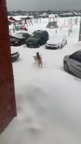 The video shows two dogs mating in a snowy parking lot. Several cars are parked around them, partially covered in snow. In the background, there's a playground structure, also dusted with snow. The camera's perspective appears to be from inside a building, looking out through a window next to a brick column.