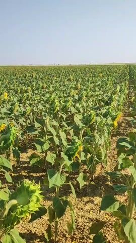 A drone shot pans across a vast field of sunflowers under a clear blue sky. The sunflowers are in various stages of growth, with some in full bloom and others still developing. The field stretches as far as the eye can see, with rows of sunflowers creating a textured pattern. The ground is dry and dusty, indicating a sunny climate. The overall impression is one of natural beauty and agricultural abundance.