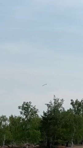 A video shows a bird flying in the sky above trees and a body of water. The sky is cloudy and the sun is not visible. The trees are green and leafy. The water is calm and blue. There are some rocks in the foreground. The bird is a small, dark bird with white wings. It is flying in a straight line. The video is of short duration.