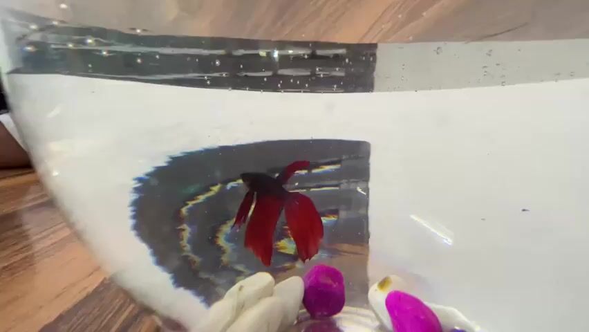 A betta fish swims in a clear bowl with a wooden background. The fish is red with dark accents. Several decorative items, including what appear to be stones and pink flower petals, rest on the bottom of the bowl. The water is clear and the lighting is bright, creating reflections on the surface of the water.